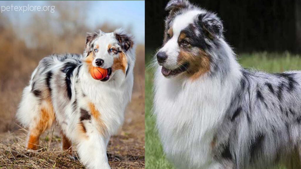 Australian Shepherd