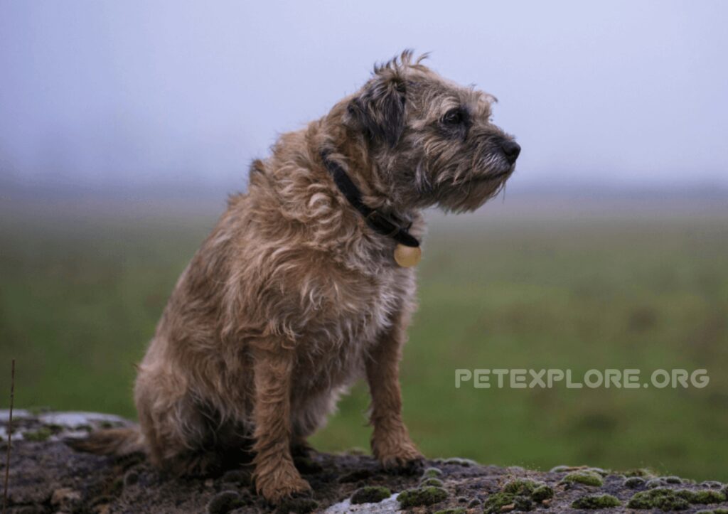 Affen Border Terrier